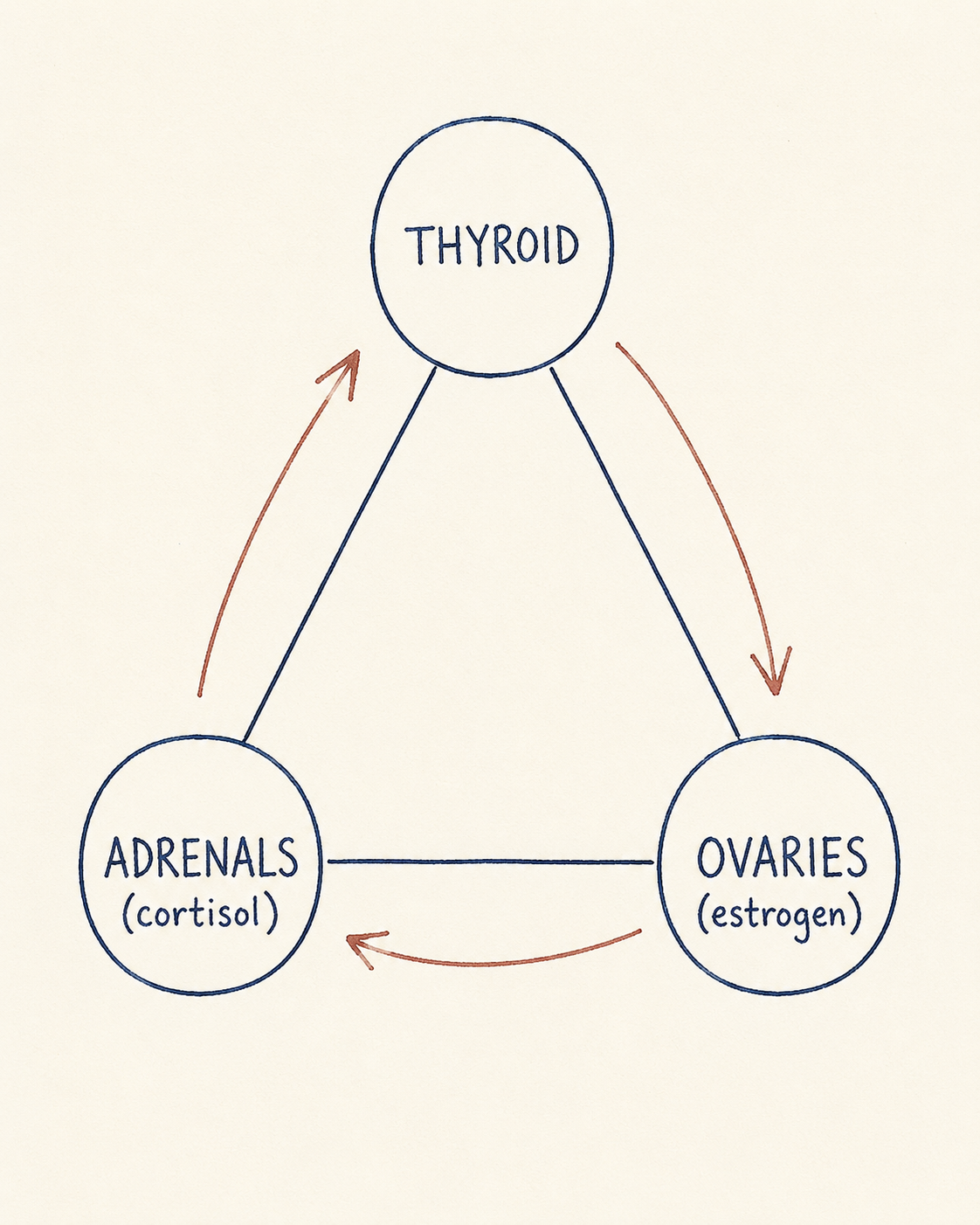 The Big Three triangle: Thyroid, Adrenals (cortisol), Ovaries (estrogen)