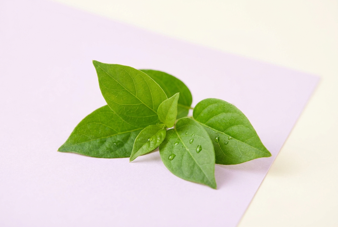 Gymnema Sylvestre