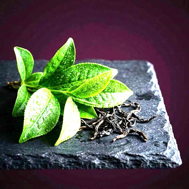 Green tea leaves, the source of L-theanine