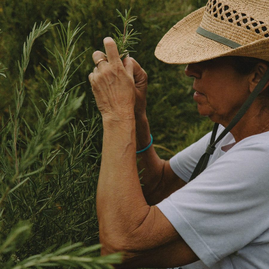 An older woman in a hat picking herbs in her garden